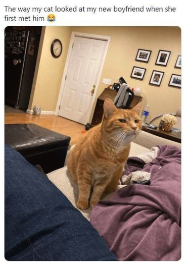 Yes, she judges her human's dates. — Korean meme