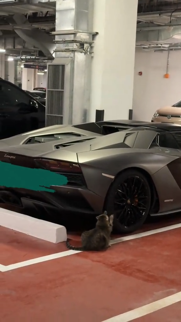 Lambo chew toy. — explained in Korean | KMemes