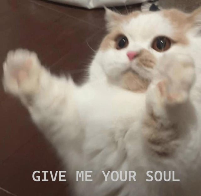 NOWWWWWWWW 😼😼 — Korean meme