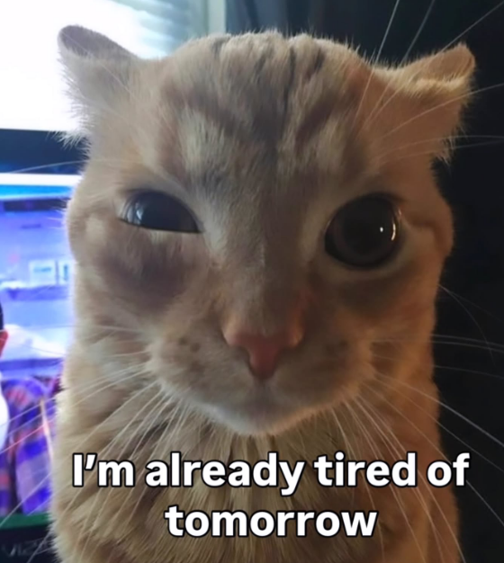 Tired of Tomorrow — Korean meme